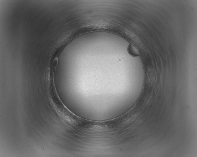 X0000073990494200609061001