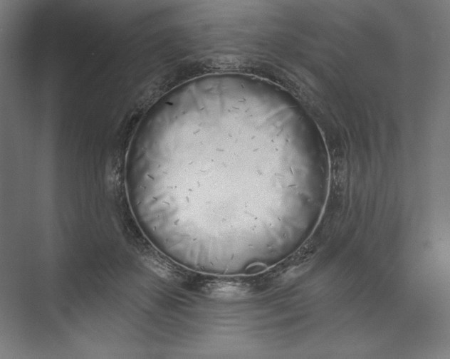 X0000073990507200609061001