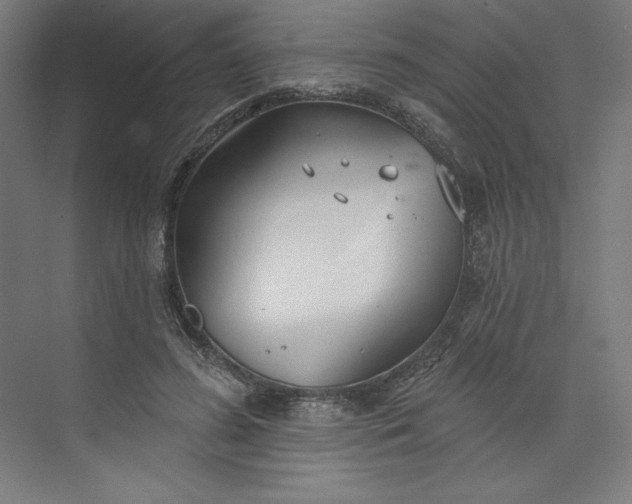 X0000073990596200609061000