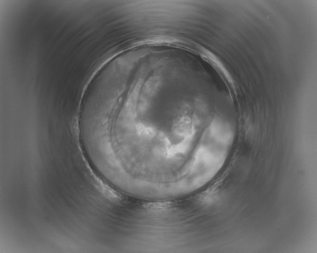 X0000073990810200609060956