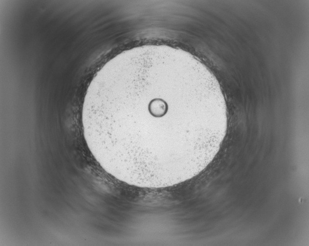 X0000073990824200609060955