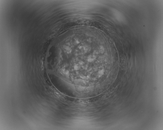 X0000073991013200609060952