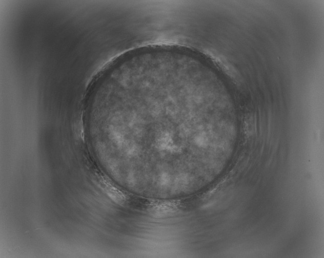 X0000073991262200609060948