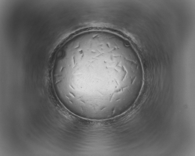 X0000073991263200609060948