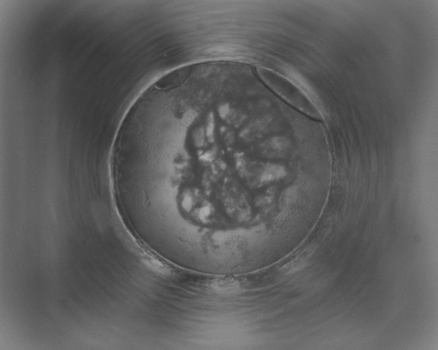 X0000073991291200609060948