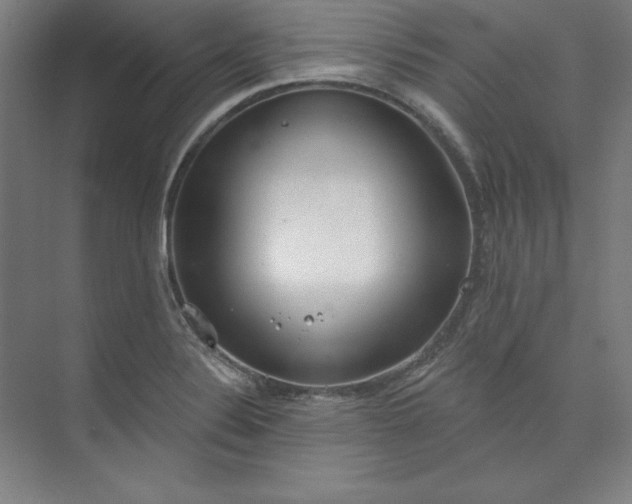 X0000073991324200609060947