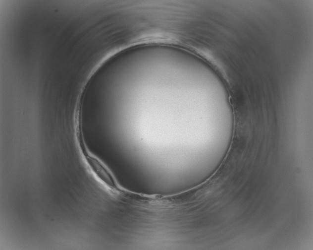 X0000073991383200609060946