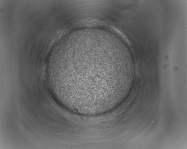 X0000073990018200609111544