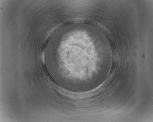 X0000073990047200609111544