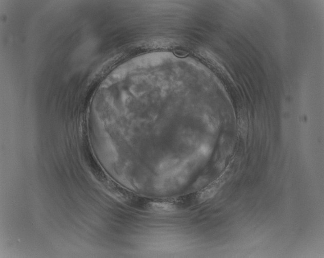 X0000073990167200609111542