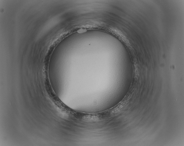 X0000073990354200609111539