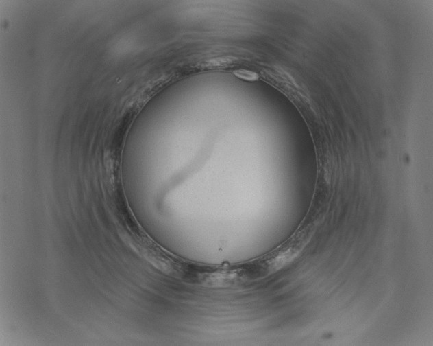 X0000073990366200609111539