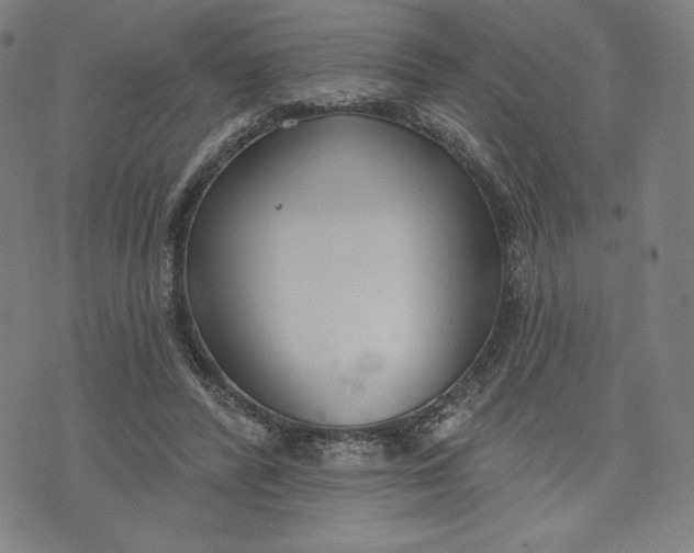 X0000073990400200609111538