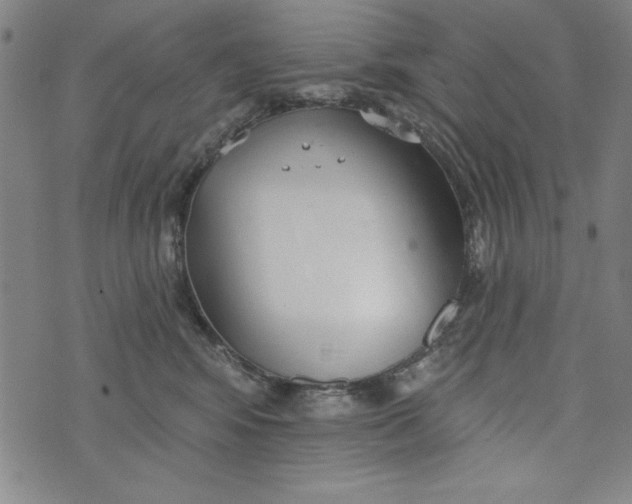 X0000073990424200609111538