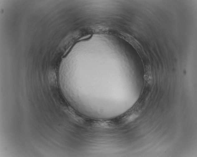 X0000073990523200609111536