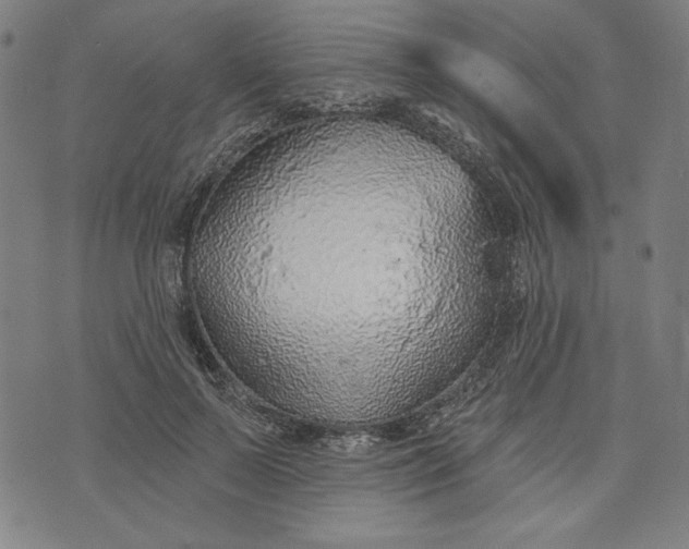 X0000073990695200609111533