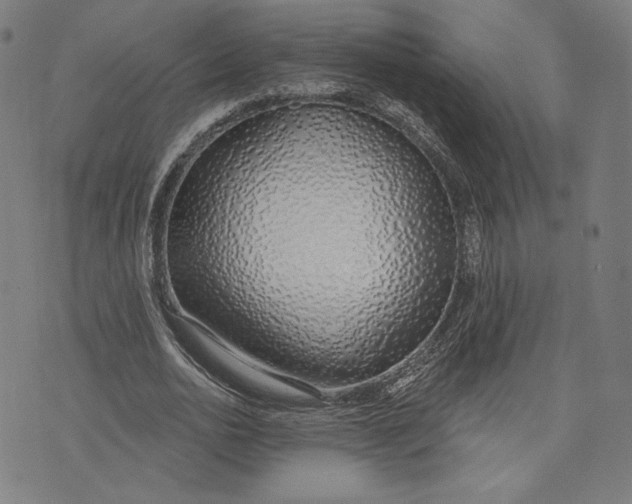 X0000073990726200609111532