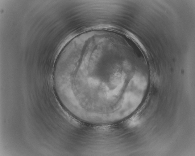 X0000073990810200609111531