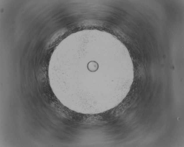 X0000073990824200609111531