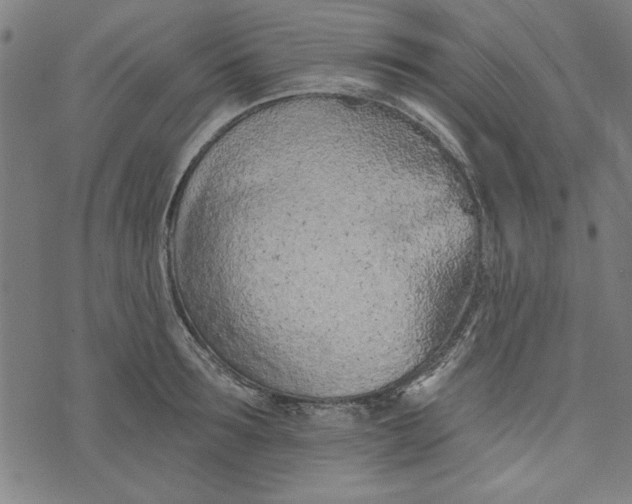 X0000073990899200609111530