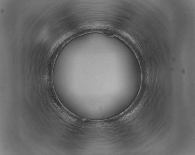 X0000073990922200609111529