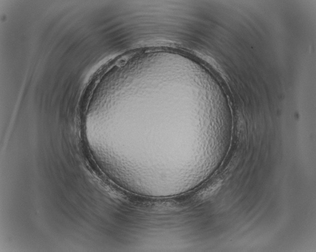 X0000073990979200609111529