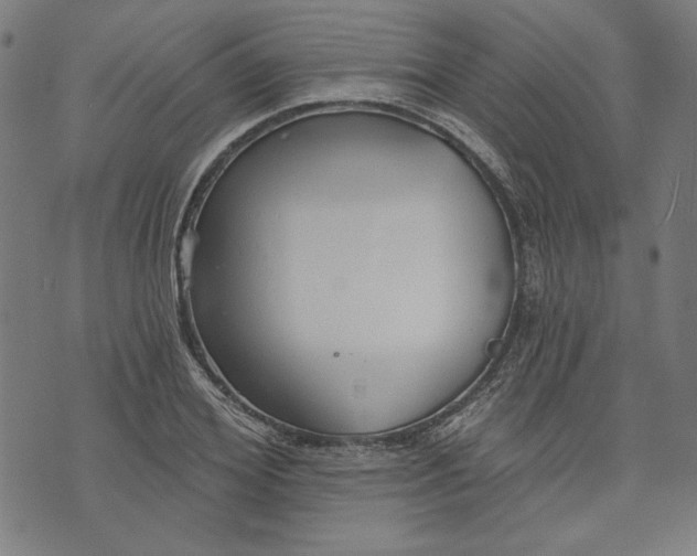 X0000073990980200609111529