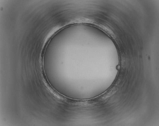 X0000073990990200609111529