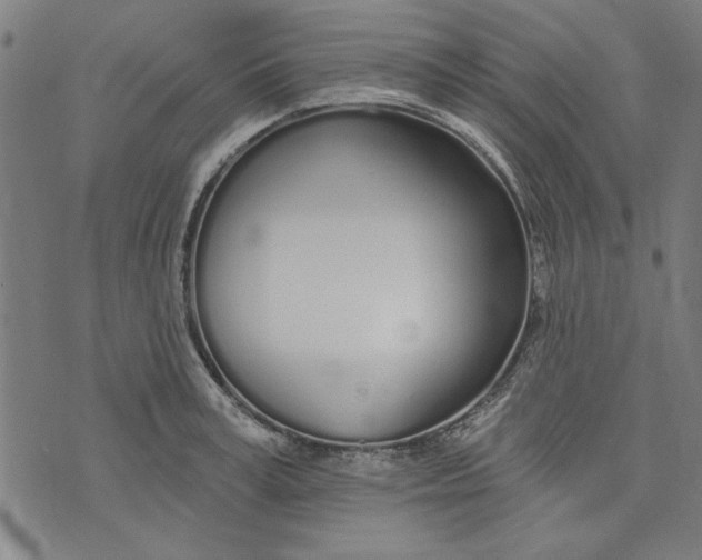 X0000073990995200609111528