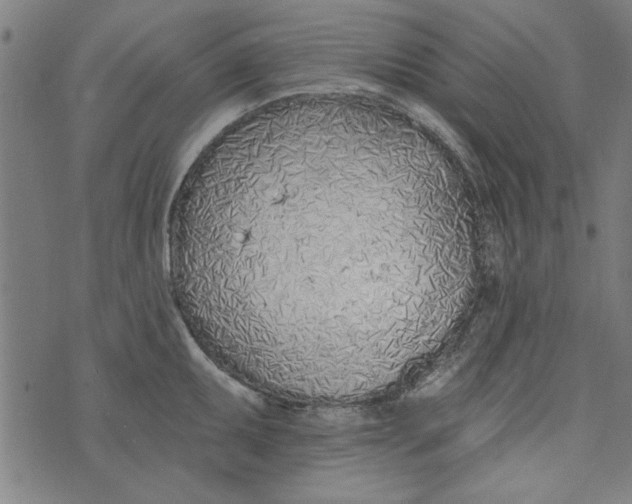 X0000073991095200609111527