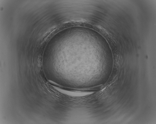 X0000073991110200609111526