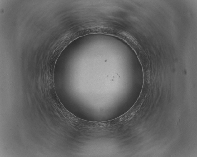 X0000073991111200609111526