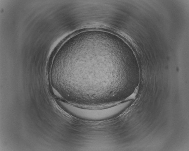 X0000073991120200609111526