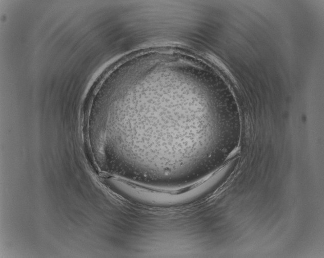 X0000073991124200609111526