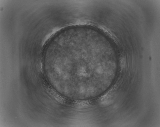 X0000073991262200609111524