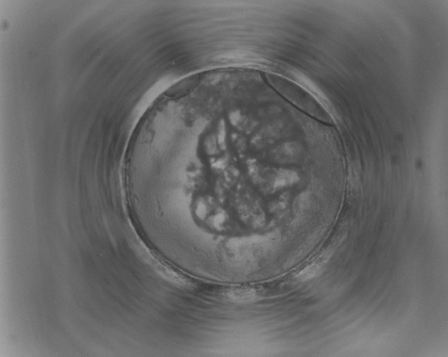 X0000073991291200609111524