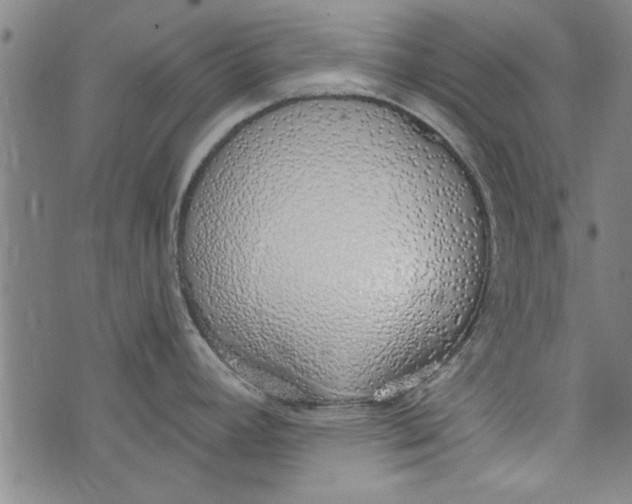 X0000073991392200609111522