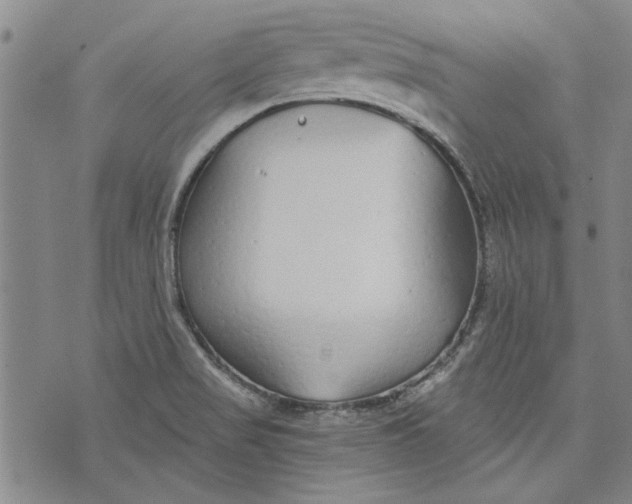 X0000073991517200609111520