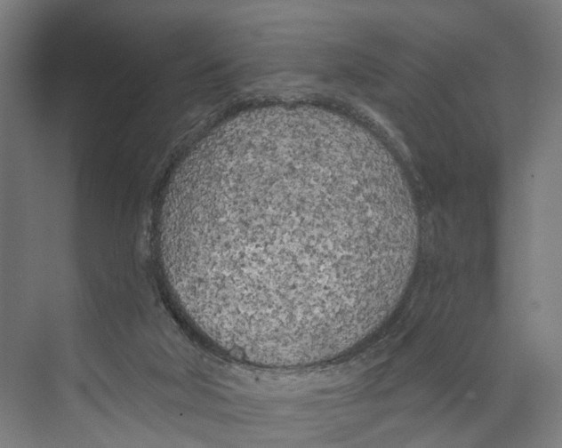 X0000073990018200609181754