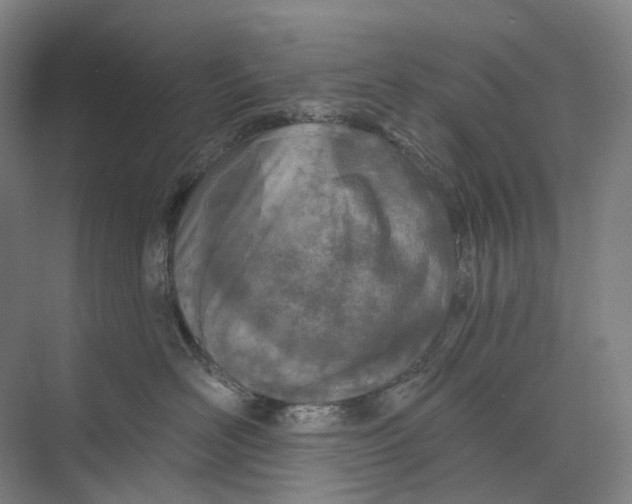 X0000073990526200609181745