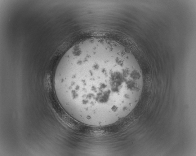 X0000073990598200609181744