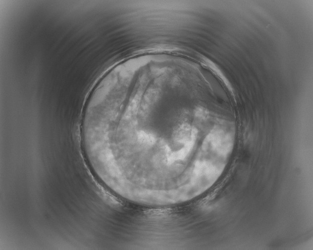 X0000073990810200609181741