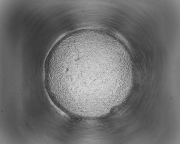 X0000073991095200609181736