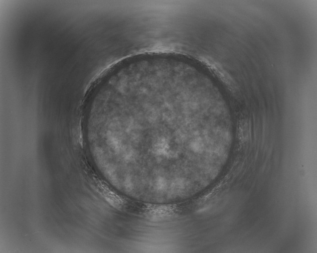 X0000073991262200609181733