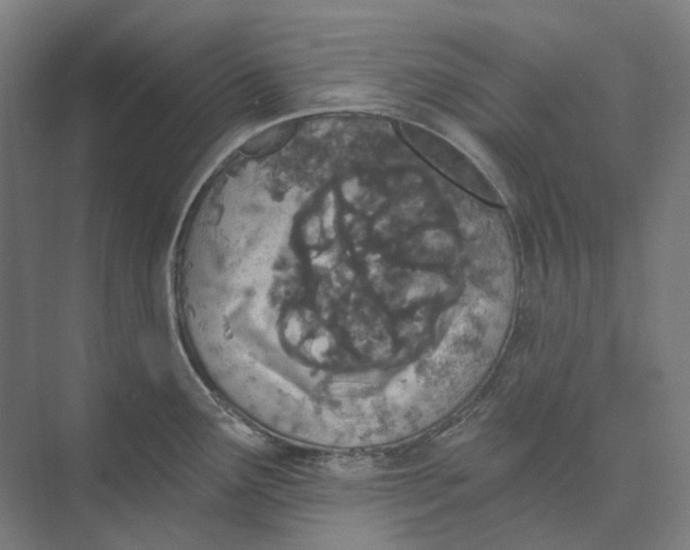 X0000073991291200609181733