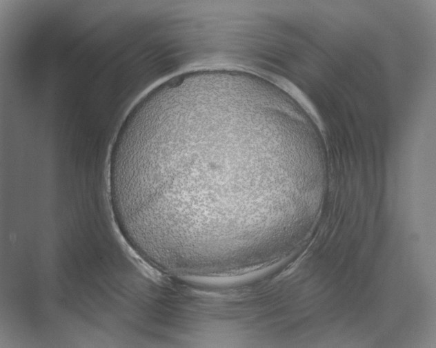 X0000073991388200609181731