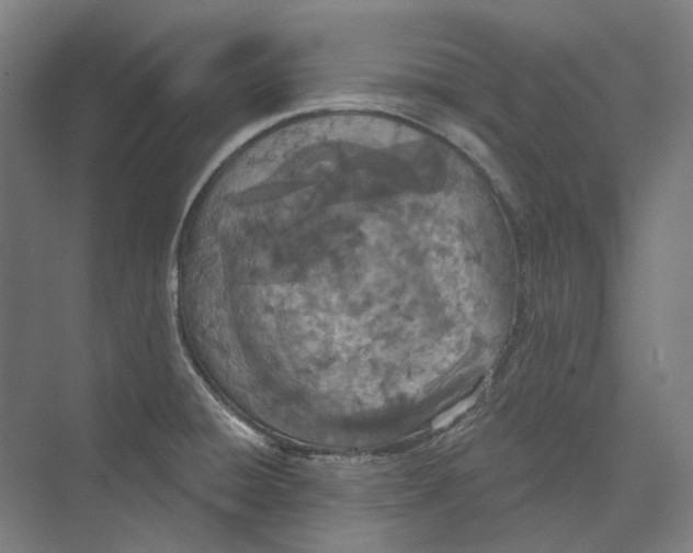 X0000073991428200609181731