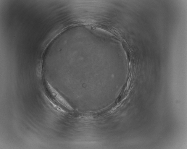 X0000074000194200609061032