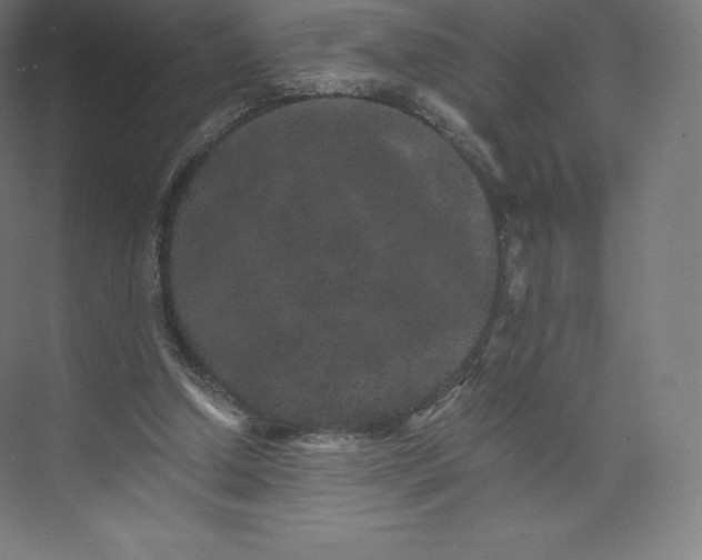 X0000074000250200609061031