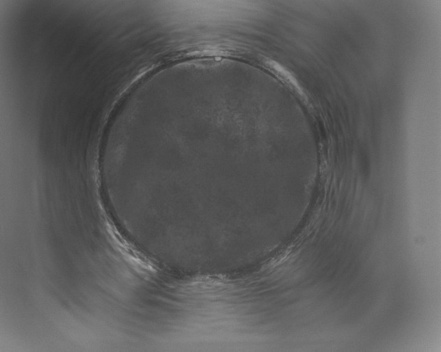 X0000074000386200609061029